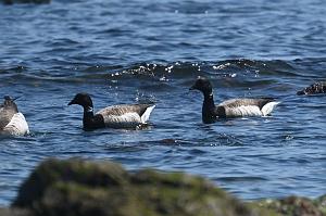 Goose, Brant, 2025-05037350 Parker River NWR, MA